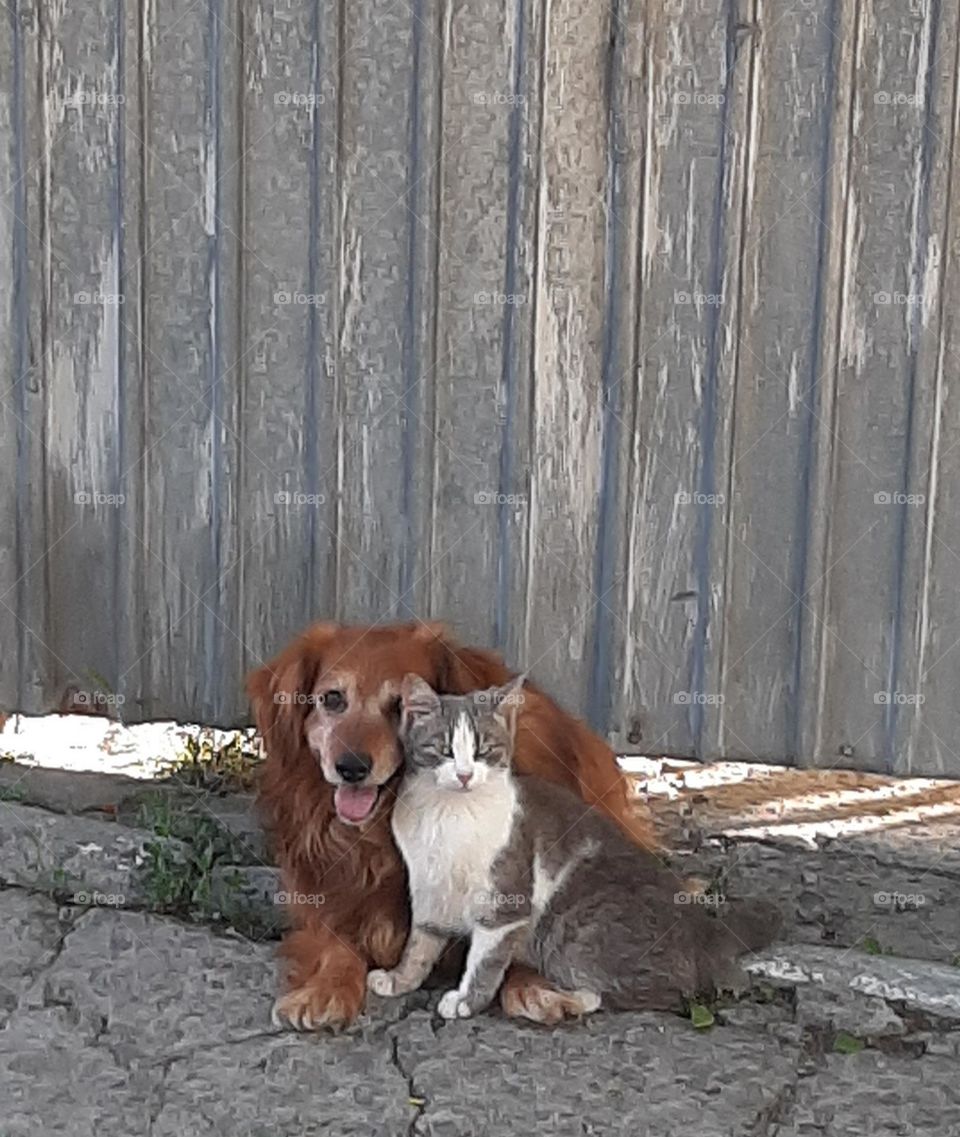 dog and cat