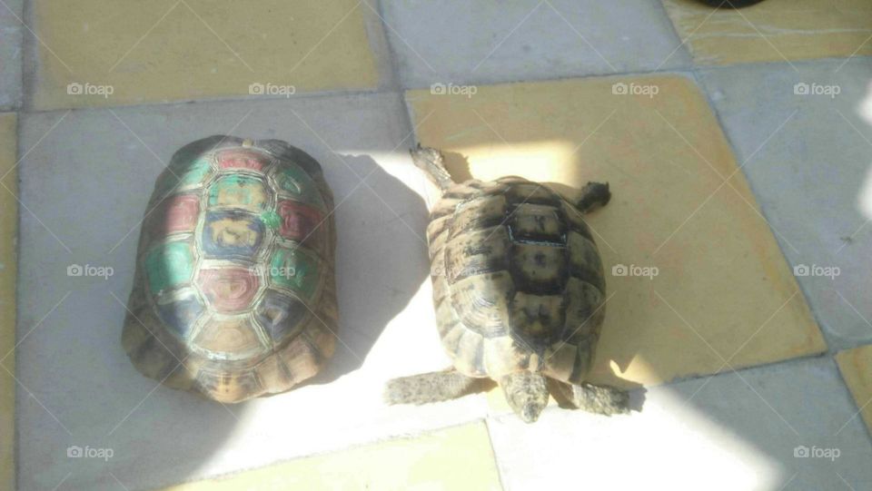 a turtles