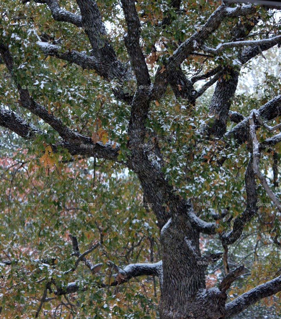 Tree in Snow