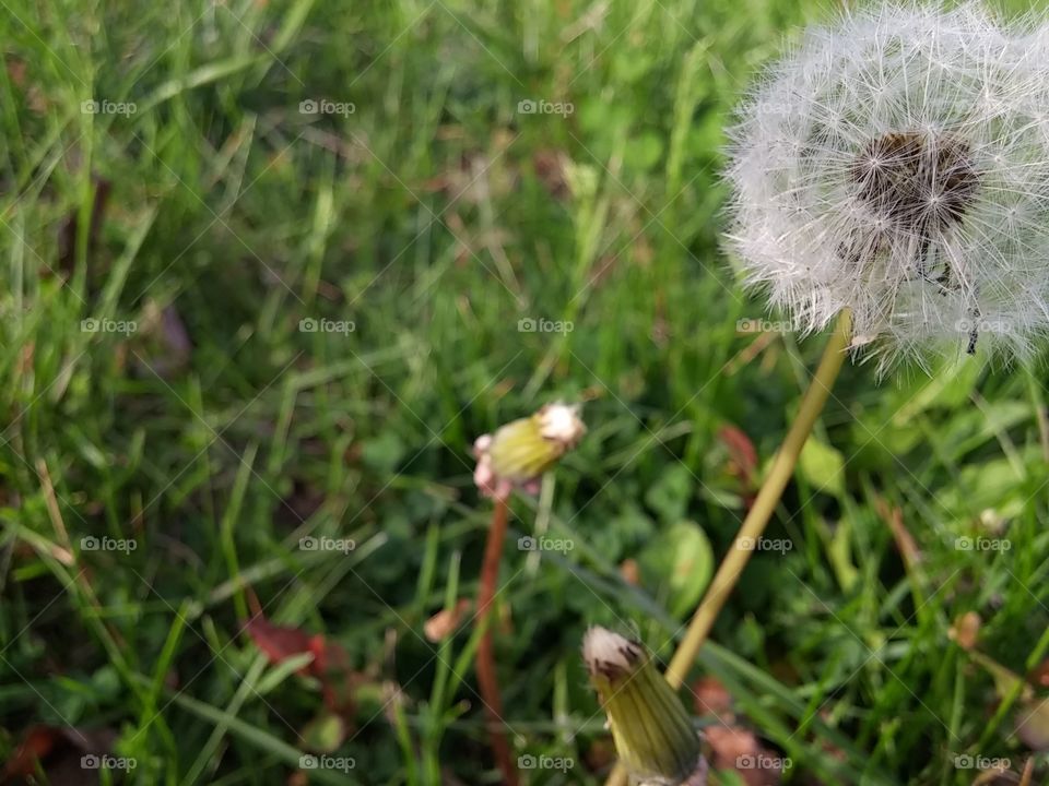 dandelion