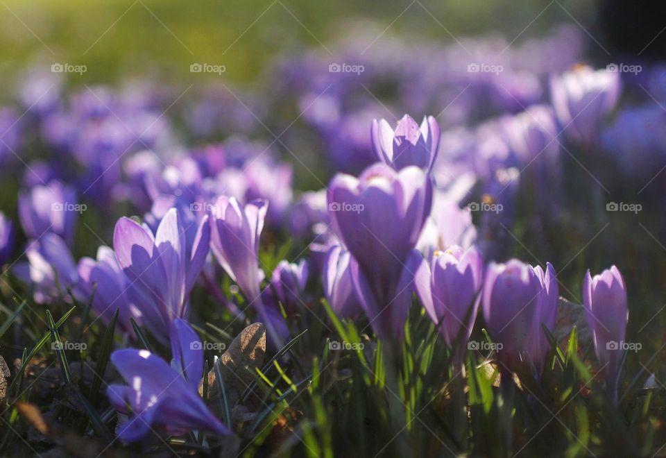 Lila crocuses