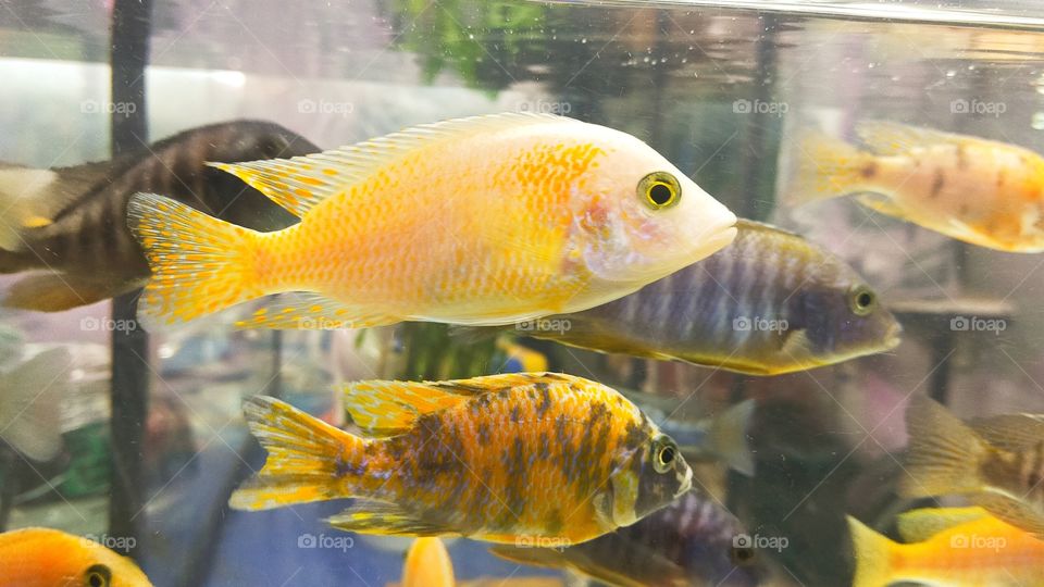 Beautiful fish moving in fresh water gives joy to look at.