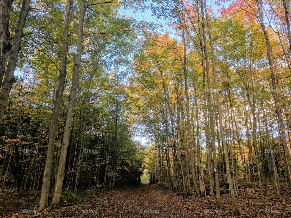 Enjoy the beautiful forest natural landscape