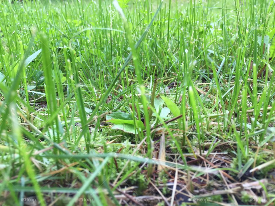 Summer grass