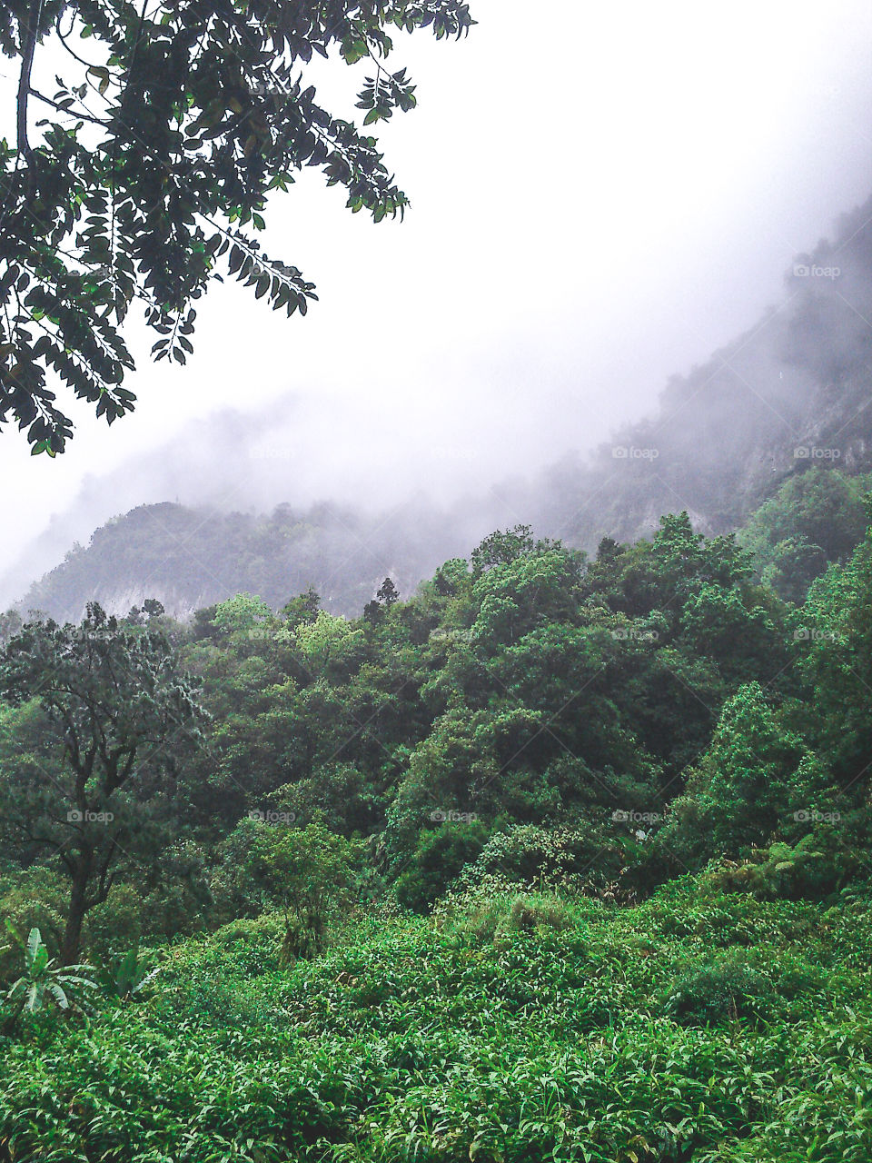 Tropical scene in La Réunion