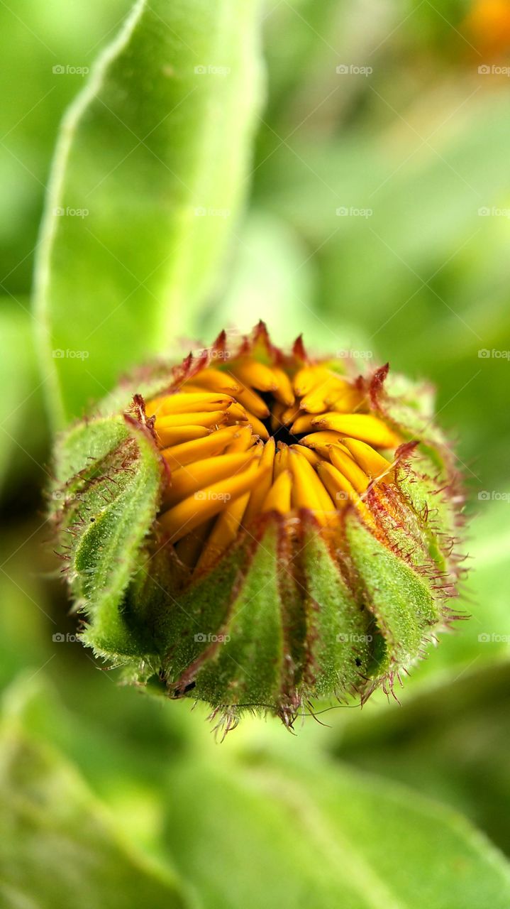 macro photography of blooming flower