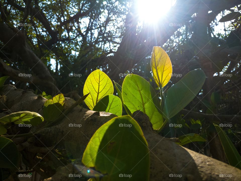 Leaves