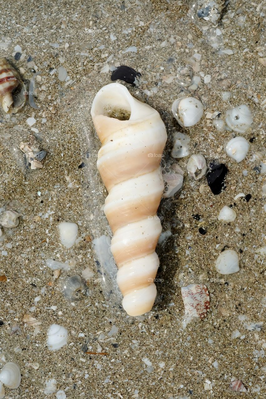 A Spiral Seashell