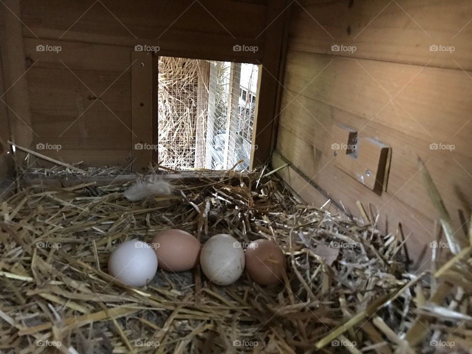 Brown eggs in hen house