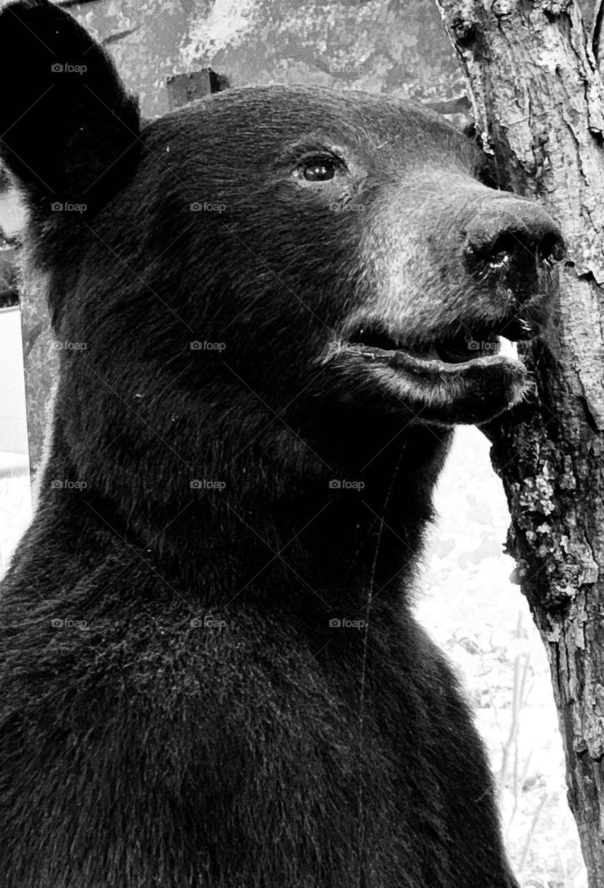 Wild Animals of The United States - Black bear getting ready to climb tree