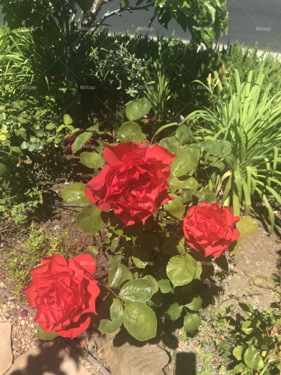 Bright red roses 