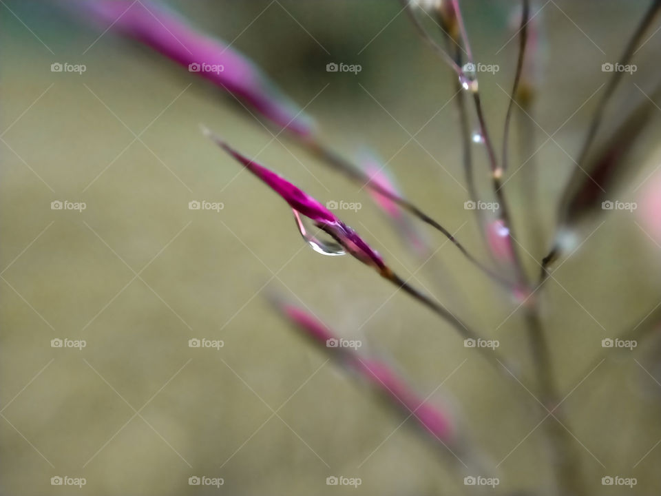 Rain drops on needle grass, sweet view at the dusk.