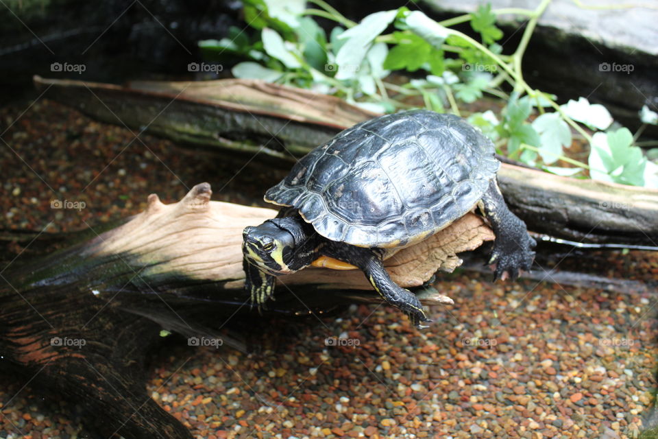 This turtle enjoys him time out of water at the aquarium in South Carolina.