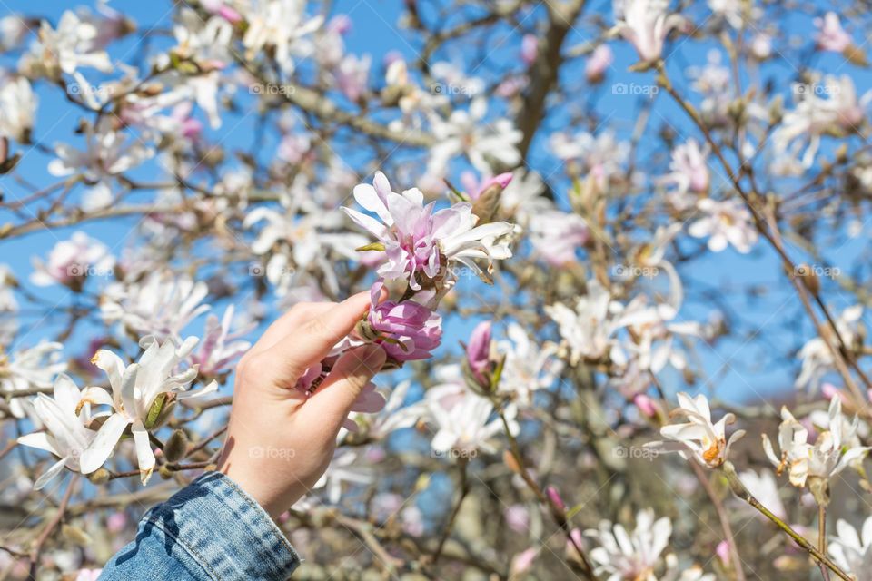 Woman holding a beautiful blooming magnolia flower from a tree branch in blossom at spring, blue sky in the background 