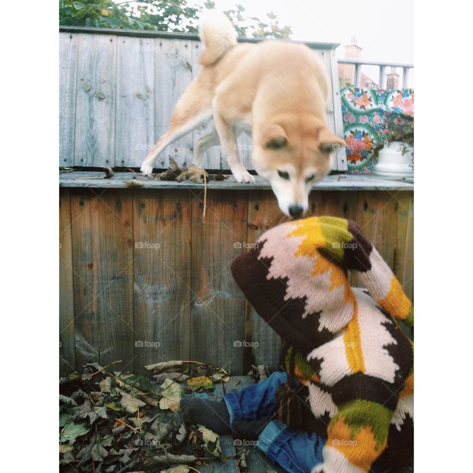 Curious garden gnome