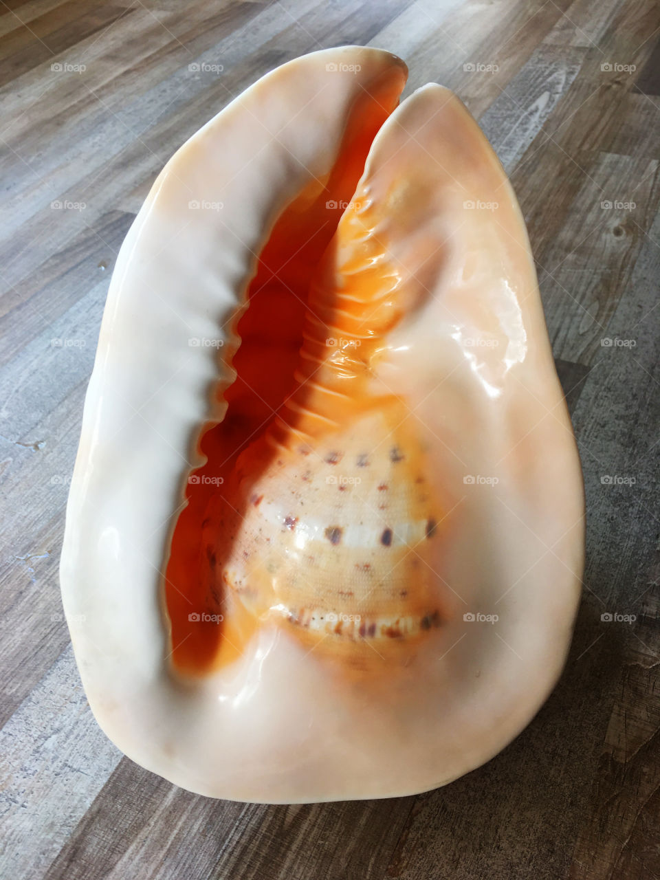 Sea conch 