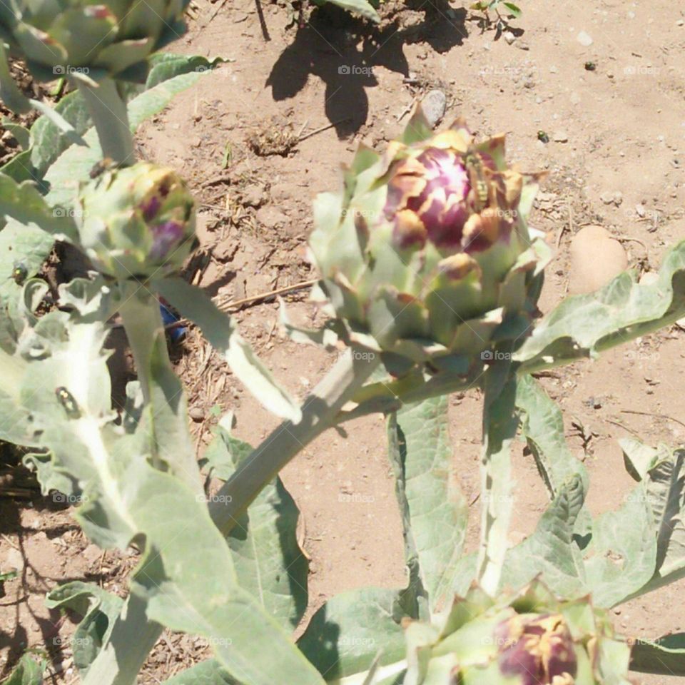 Beautiful green artichoke