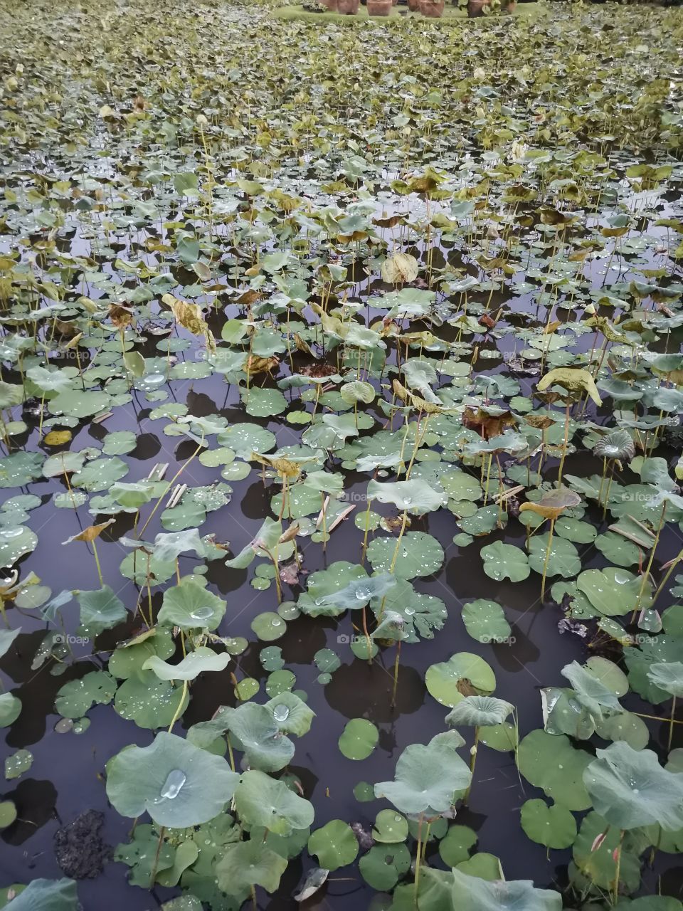 Leaves on a lake