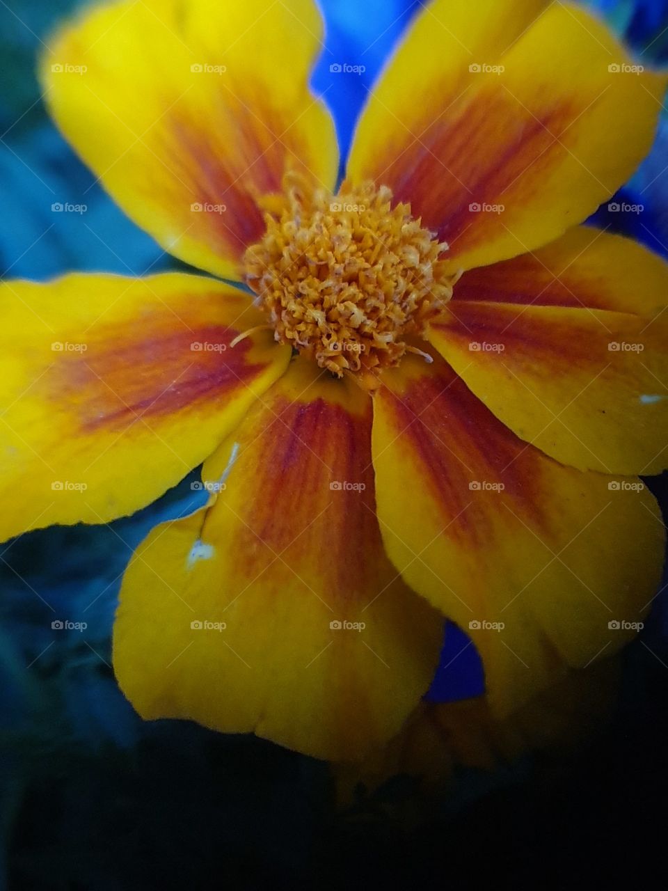 flower closeup in the evening