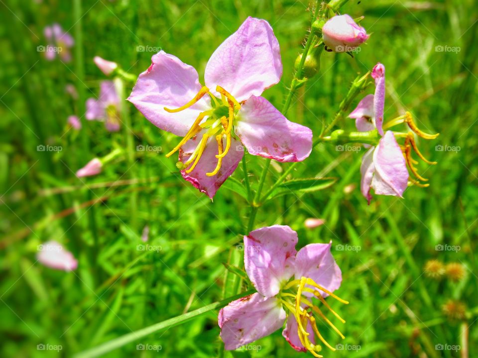 pastel pick wildflowers in meadow