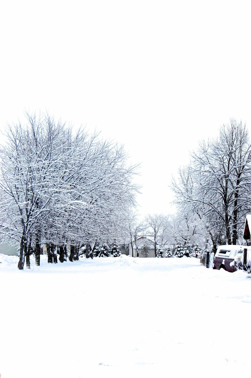 Snow covered trees