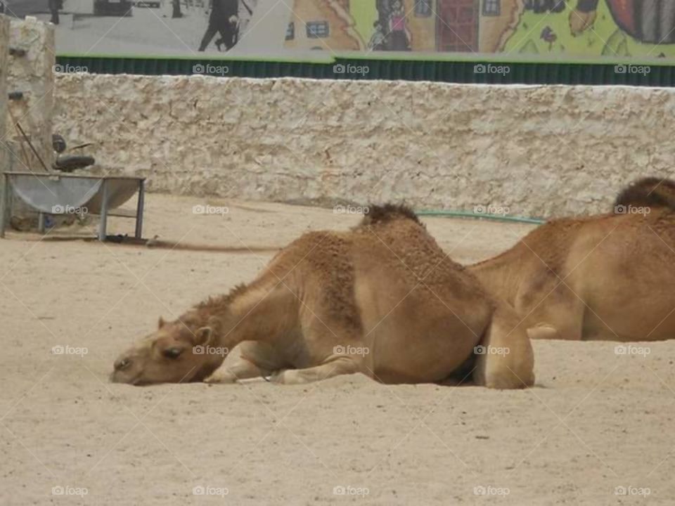 Camels in Qatar
