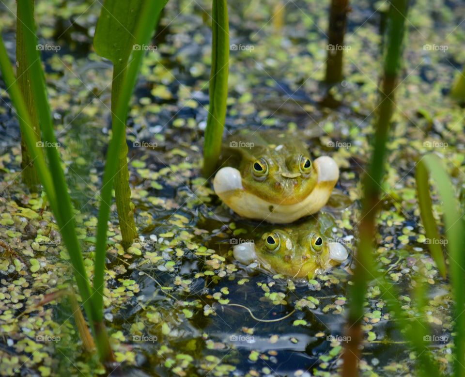 Frog, Amphibian, Water, Nature, No Person