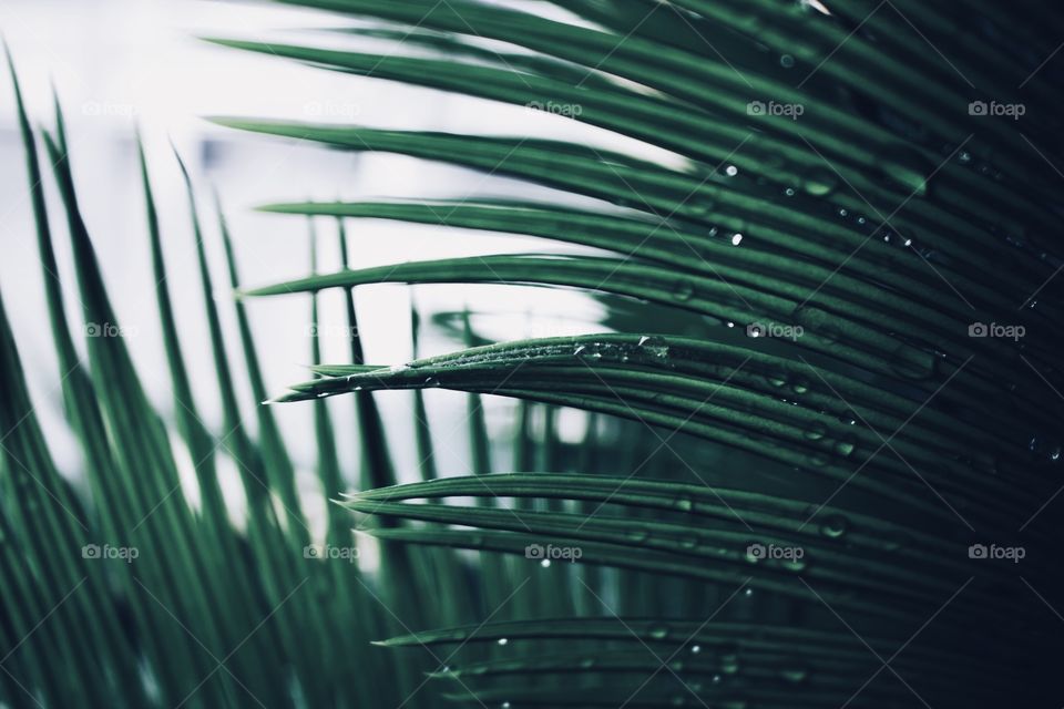 Shades of green (Wet foliage after rain)