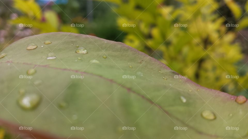 Rain drops on a leaf