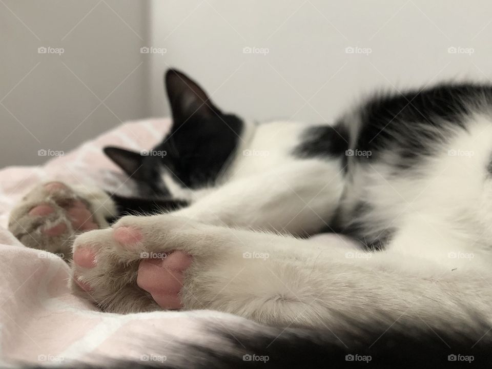 Sleeping cat with cute pink paws