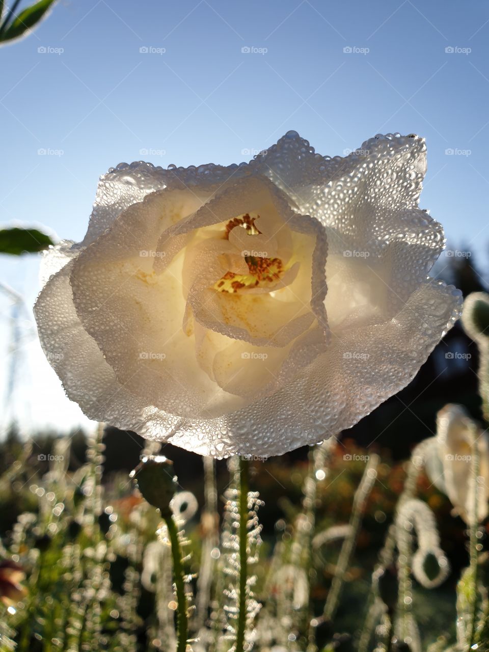 A white poppy with frost melting away in the morningsun.