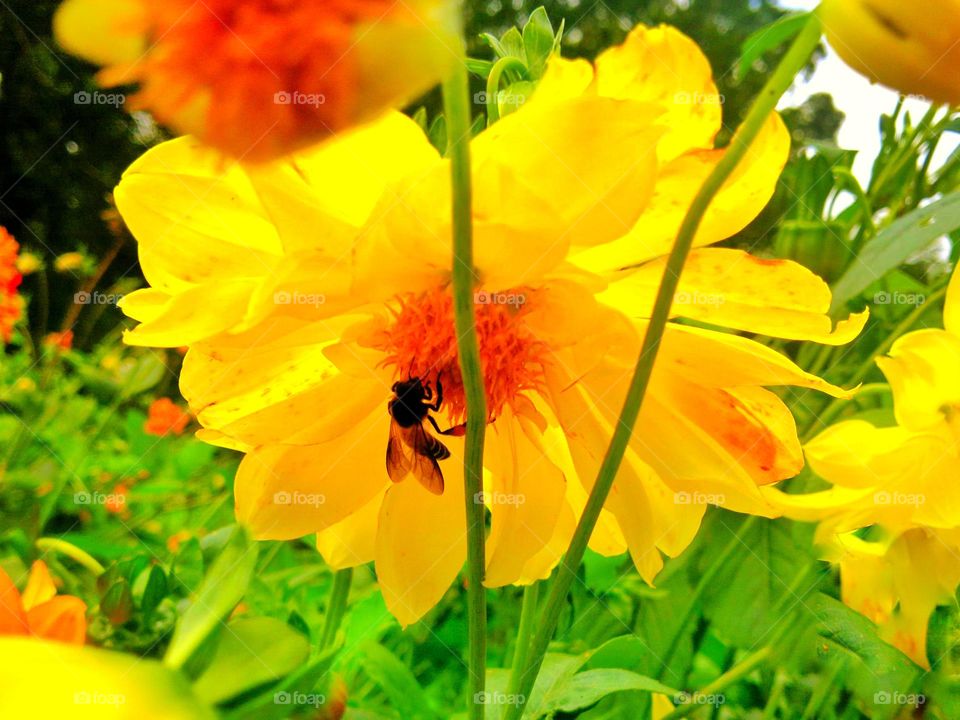 Bee on yellow flower