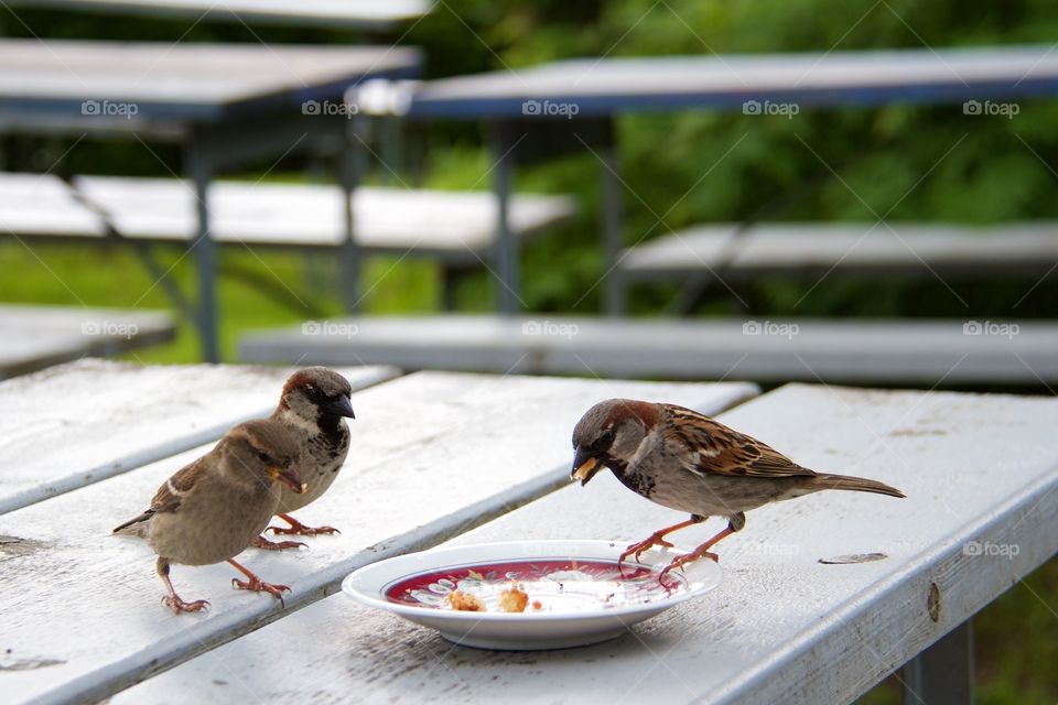 Sparrows in the garden . Sparrows in the garden 