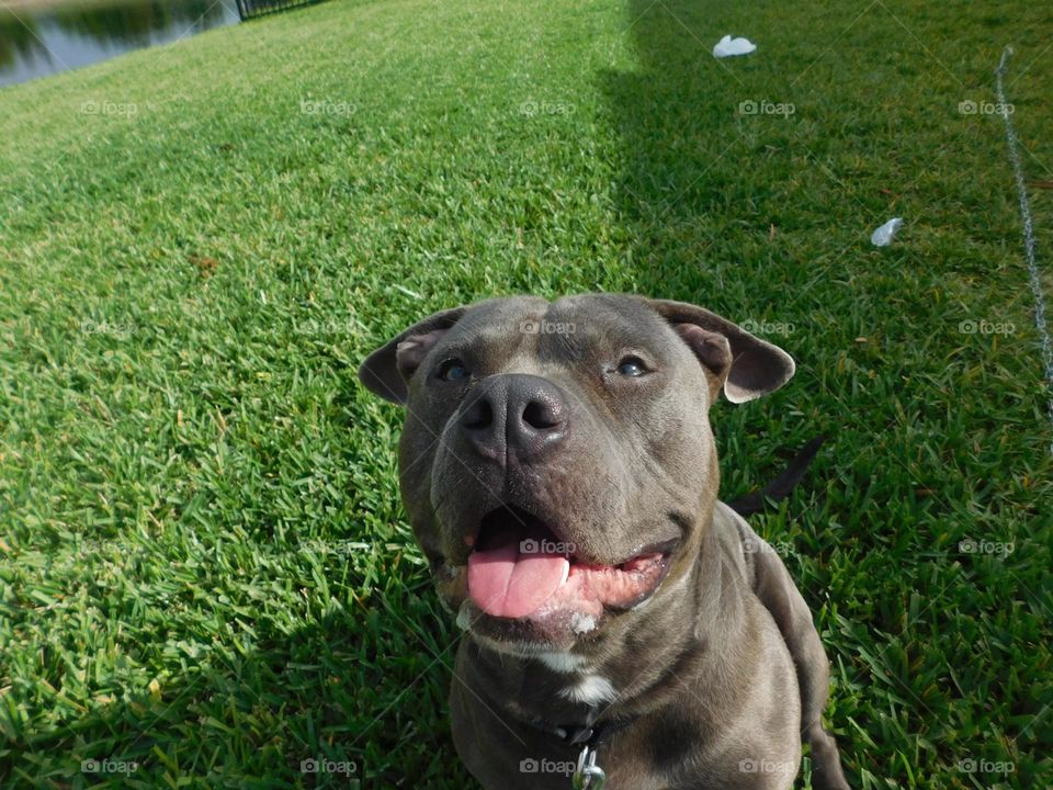 beautiful blue nose pitbull