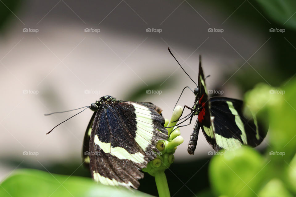 Butterflies in spring