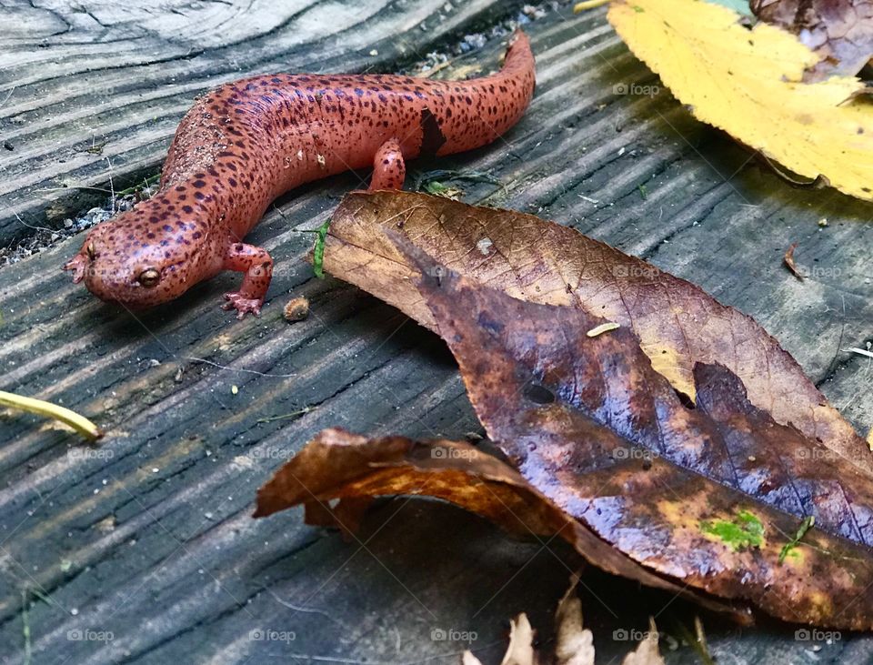 Orange Salamander Northeast Pennsylvania USA; size comparison with leaves