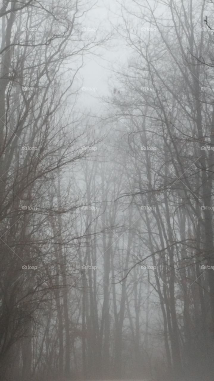 Eerie foggy evening