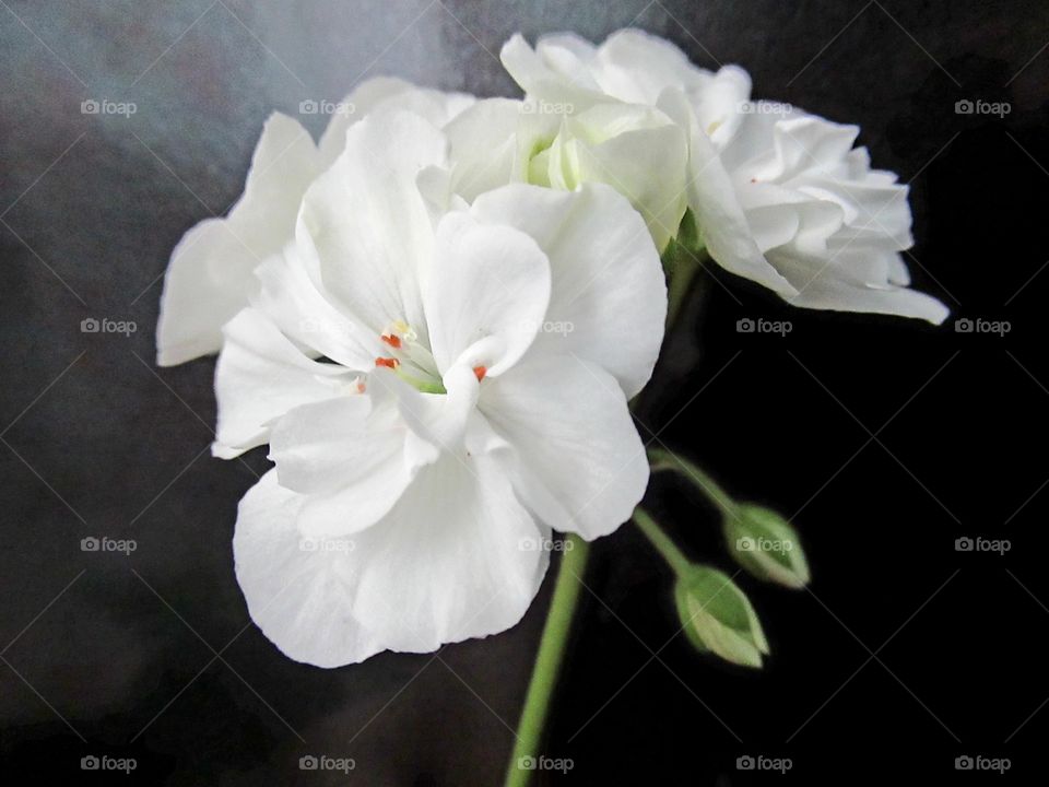 white geranium