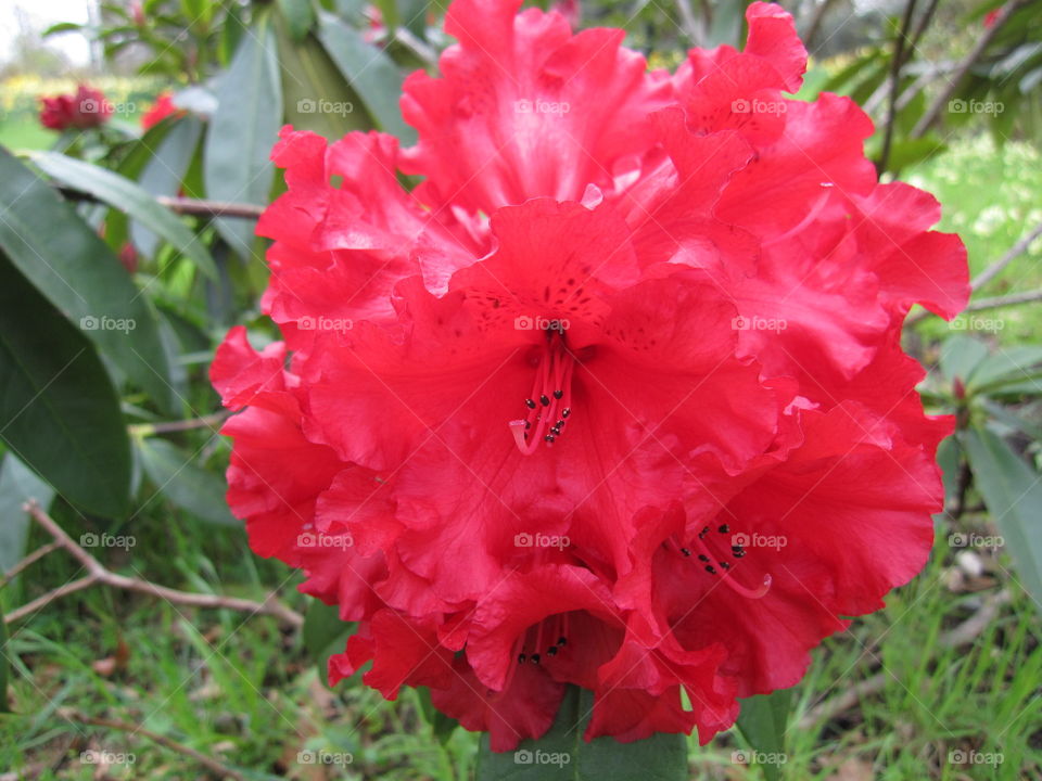 Flora, Nature, Flower, Garden, Leaf