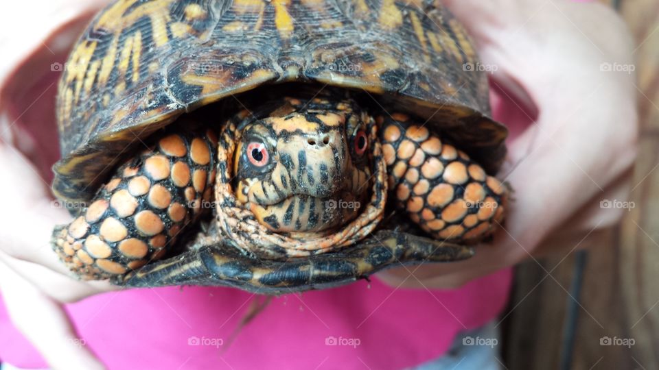 Close-up of a human's hand holding turtle