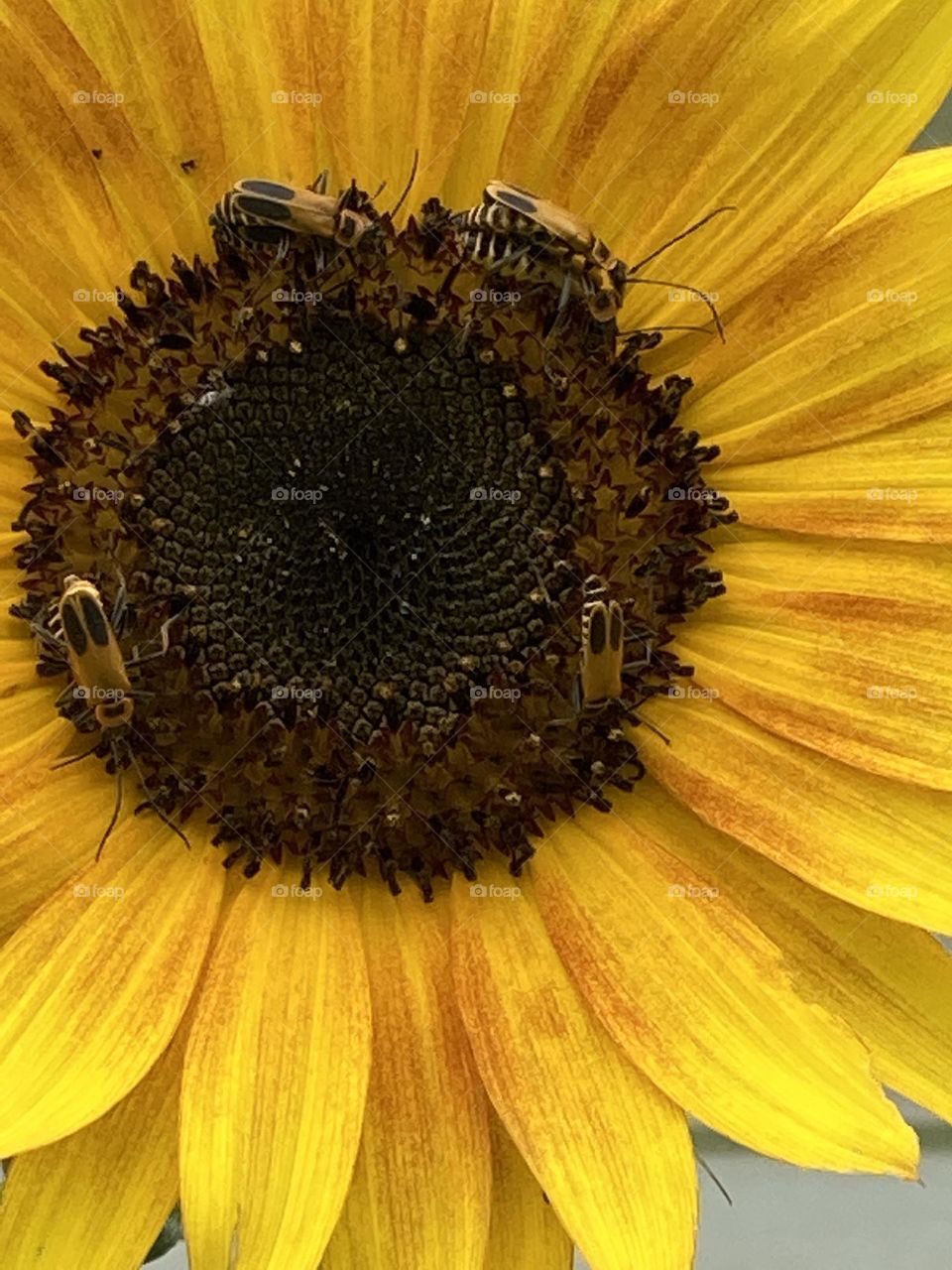 So many beetles are happy