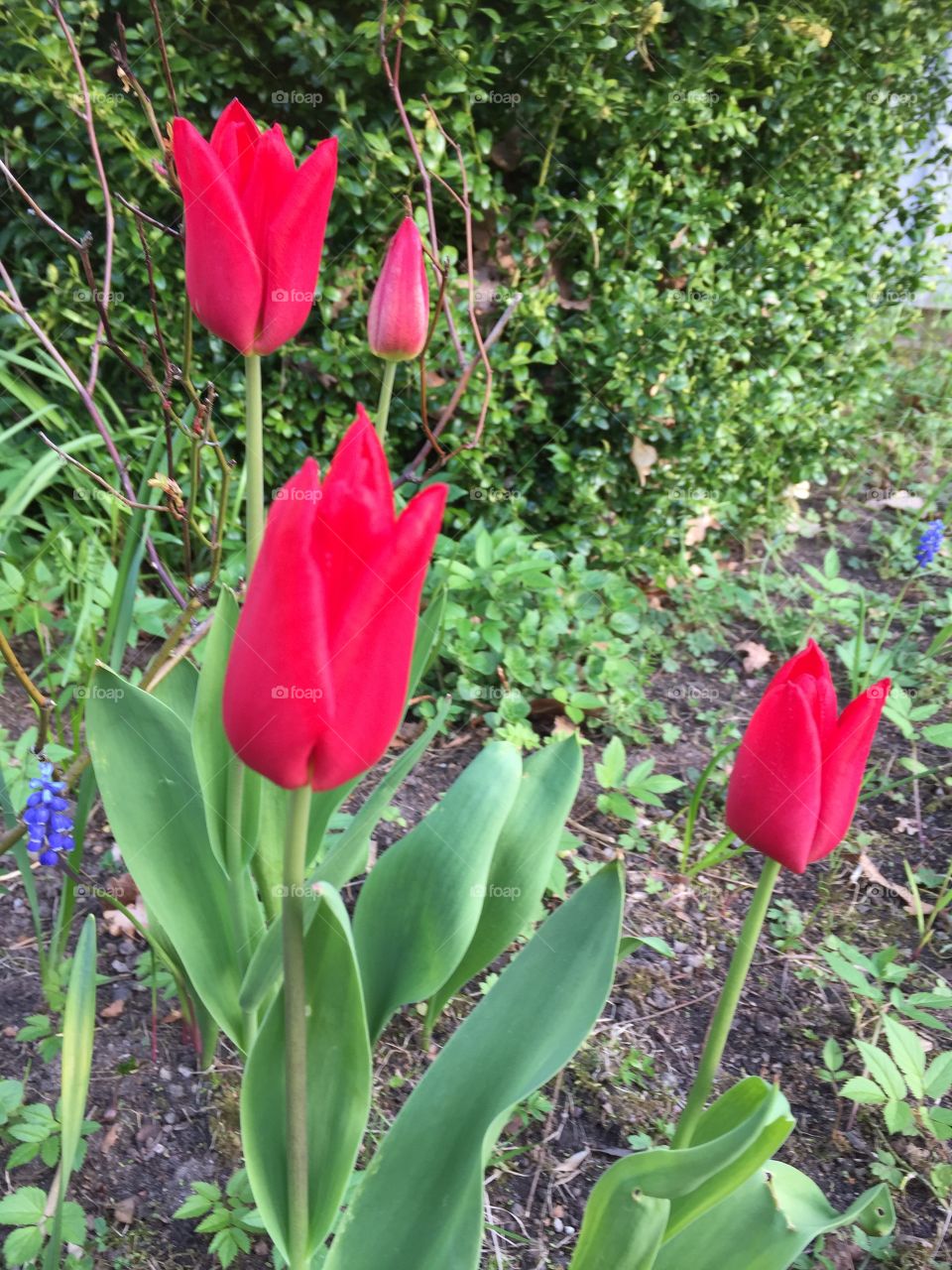 Tulips in my garden 