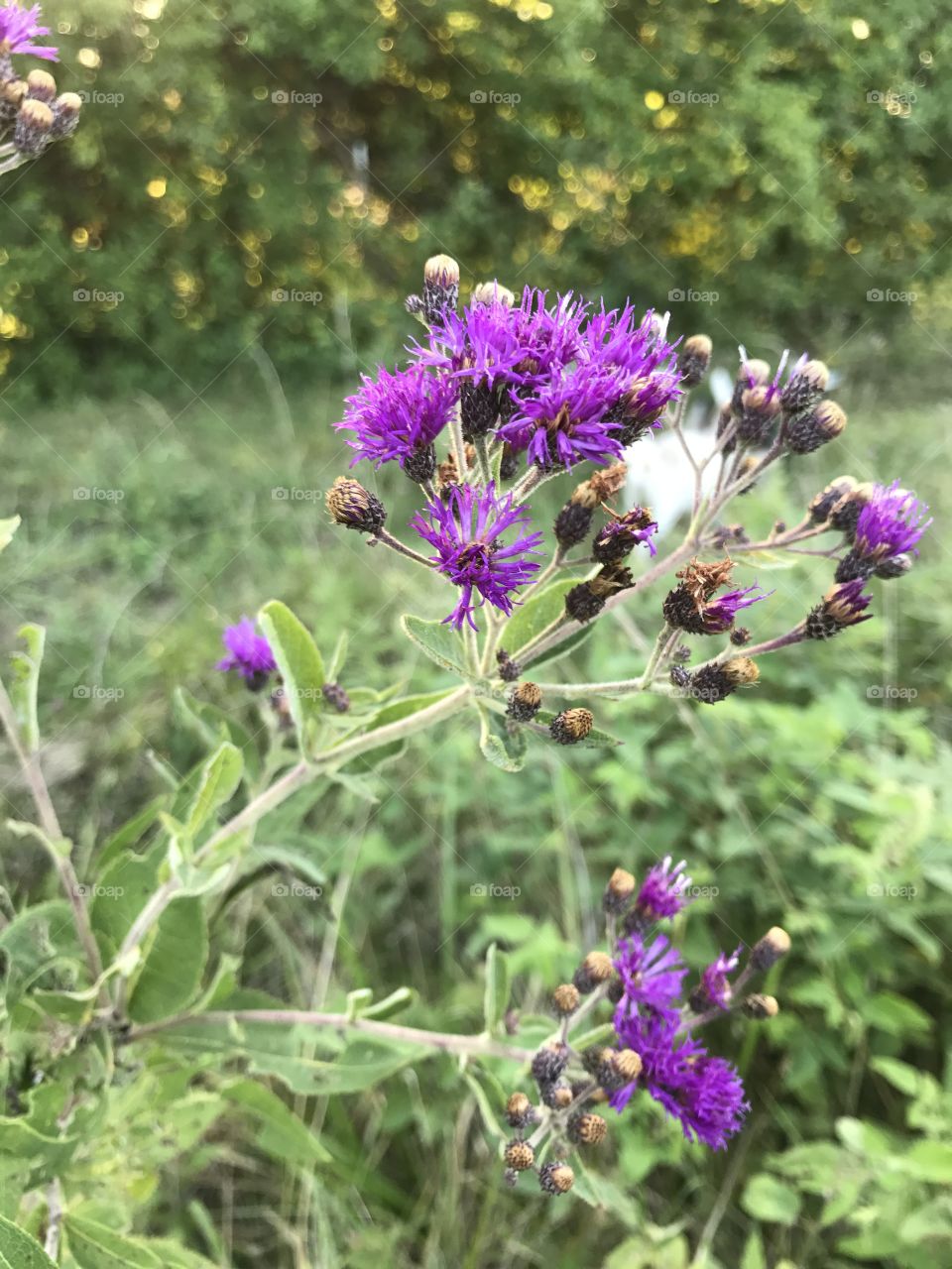 Purple Flower