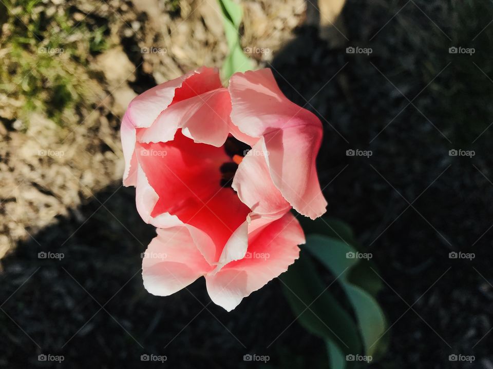 Gorgeous pink flowers seen while looking around taking in all this beautiful spring has to offer! 