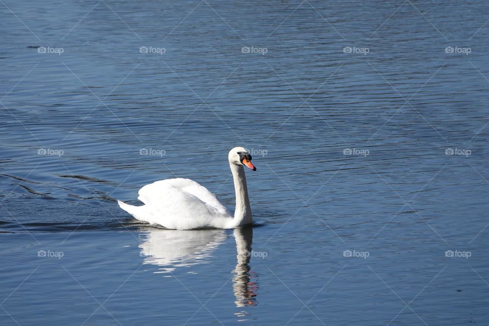 Beautiful white Mute swan on a crystal clear deep blue lake reflection