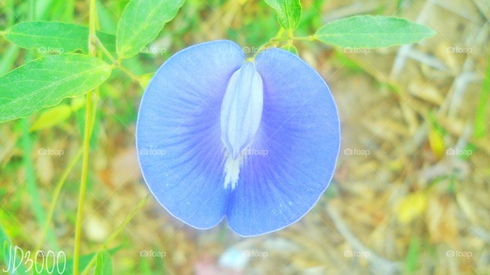 flor azul