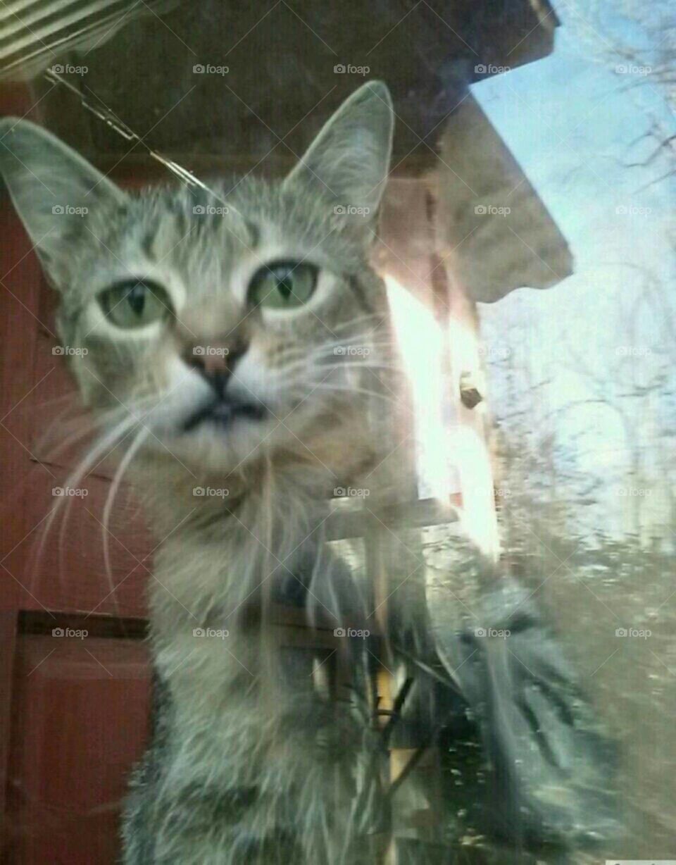 Carolina looking outside