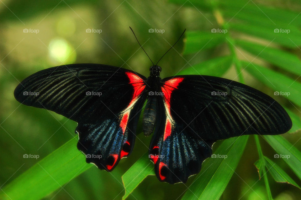 nature butterfly insect by cdnrebel1