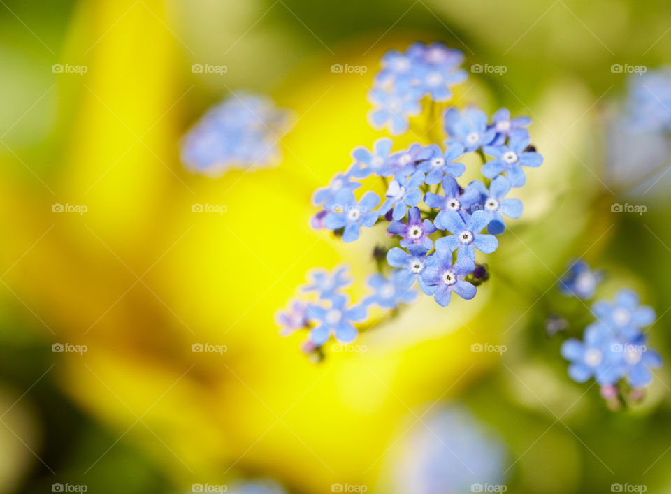 Close-up of flowers in springtime