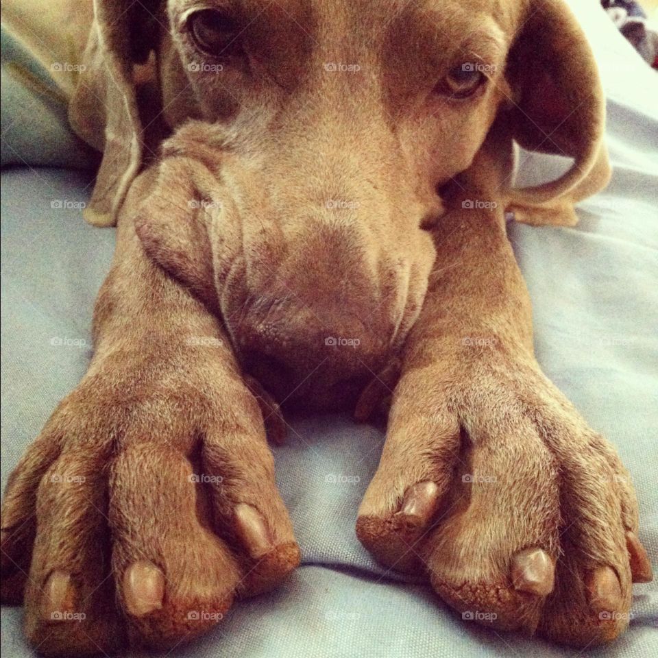 A Weimaraner lying down on her human’s bed stretches her forelegs forward while rests her head between them